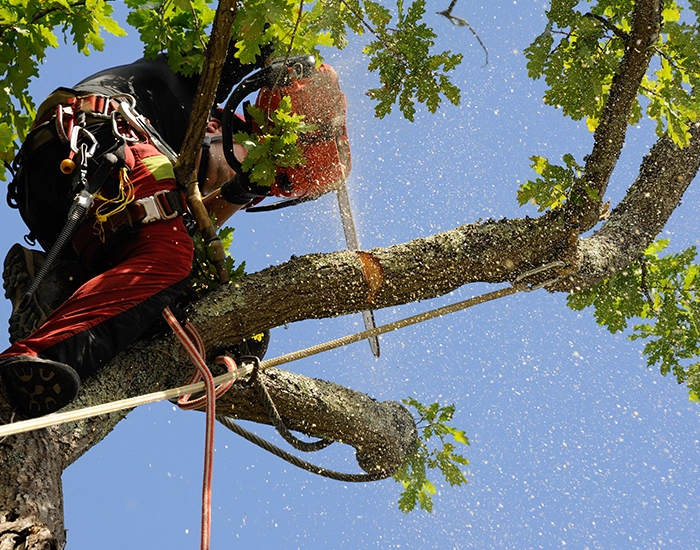 Entretien des espaces verts pour Professionnels Buxerolles, Entretien des espaces verts pour Professionnels Vienne, Entretien des espaces verts pour Professionnels 86